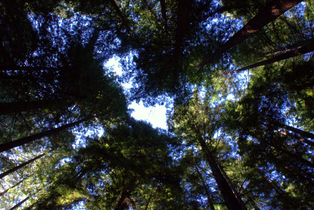 Look up at giant redwoods