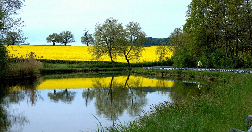 Reflection of Rapeseed Fields